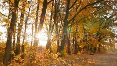 绘声绘色的秋林.. 明亮的阳光。 慢动作